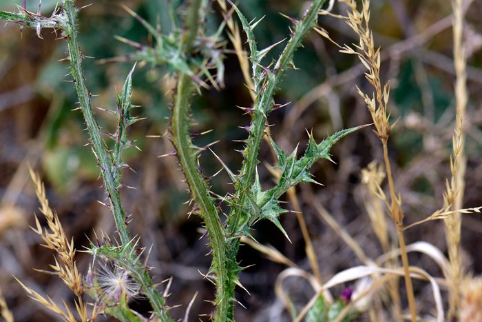 Italian Plumeless-Thistle is known as a troublesome weedy plant across North American and Europe and goes be other common names such as: Compact-headed Thistle, Italian Plumeless Thistle, Italian Thistle, Plymouth Thistle, Sheep Thistle, Shore Thistle, Slender Thistle, Slender Winged Thistle, Slender-flower Thistle, Winged Slender Thistle, Woolly Thistle. Carduus pycnocephalus